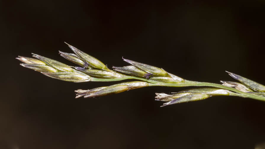 Poaceae in greto